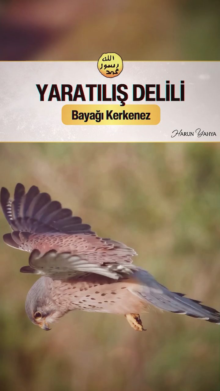 Bayağı Kerkenez Kuşunun Uçuşu