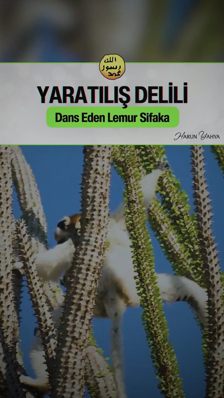 Dans Eden Lemur Sifaka
