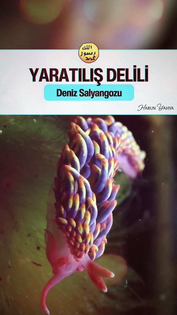Deniz Salyangozu