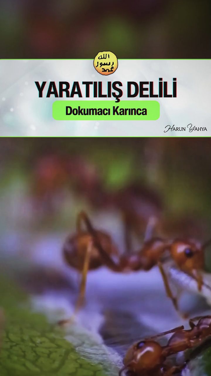 Dokumacı Karınca