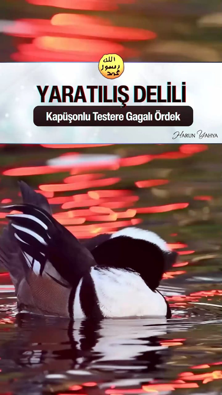 Kapüşonlu Testere Gagalı Ördek