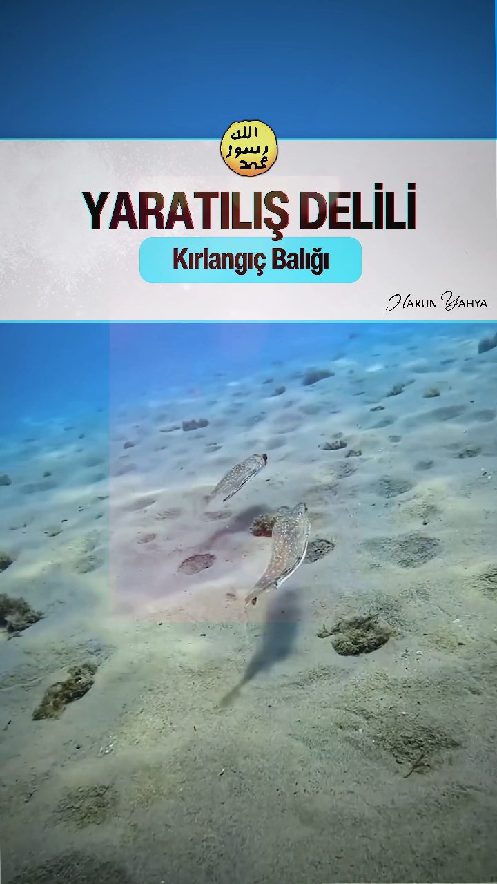 Kırlangıç Balığı