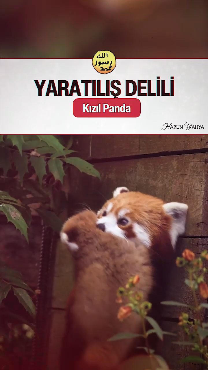 Kızıl Panda