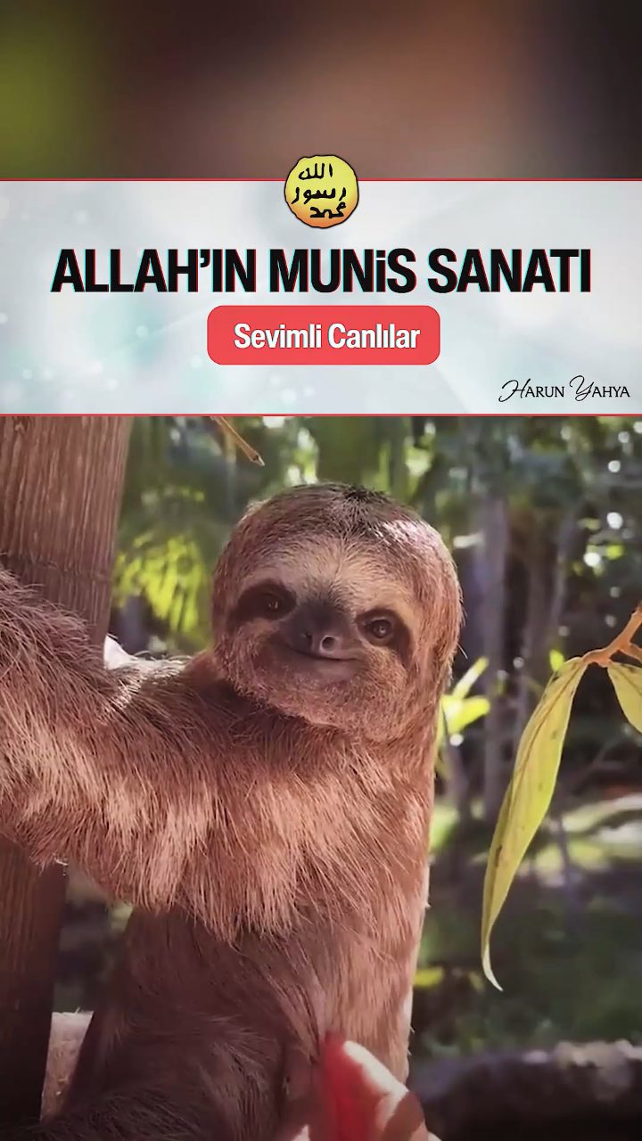 Sevimli Canlılar