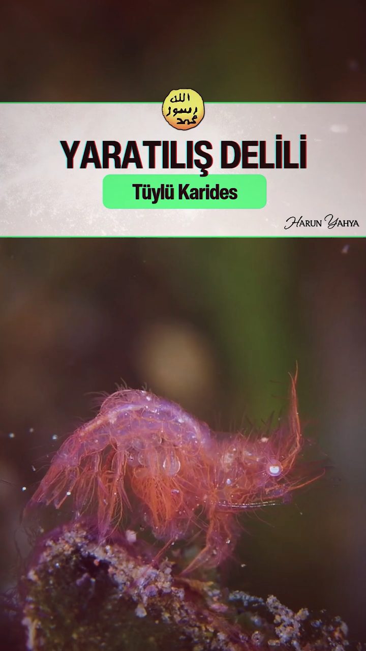Tüylü Karides