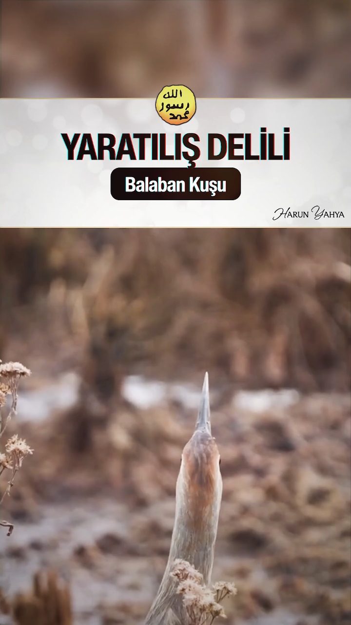 Balaban Kuşunun Kamuflajı