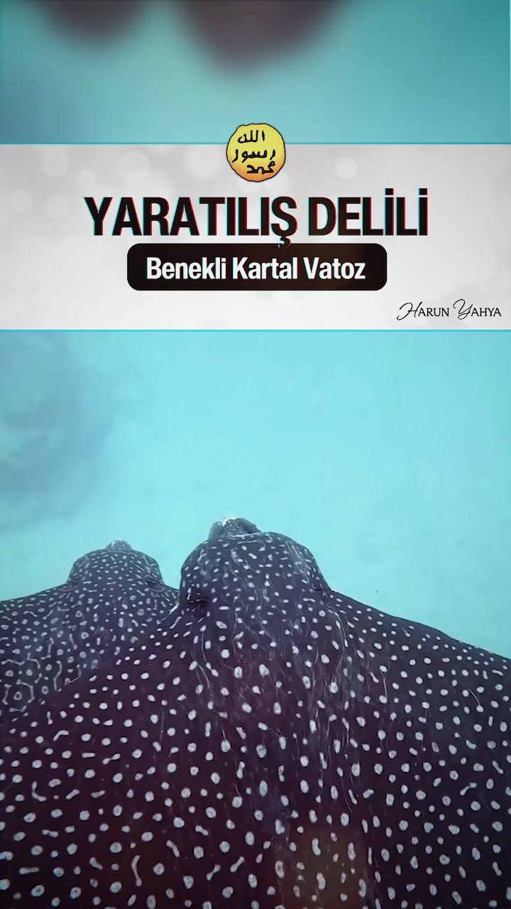 Benekli Kartal Vatoz