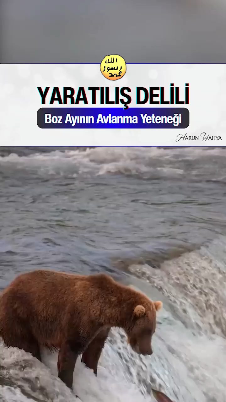 Boz Ayının Avlanma Yeteneği