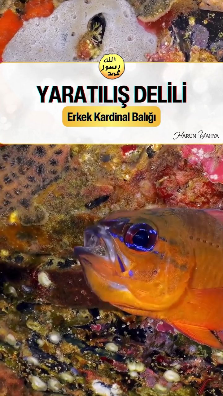Erkek Kardinal Balığı