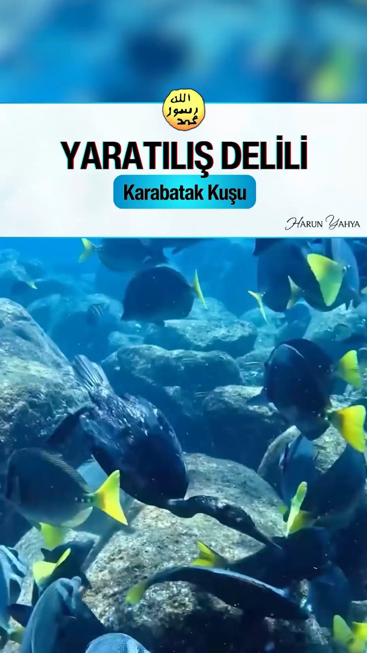 Karabatak Kuşu