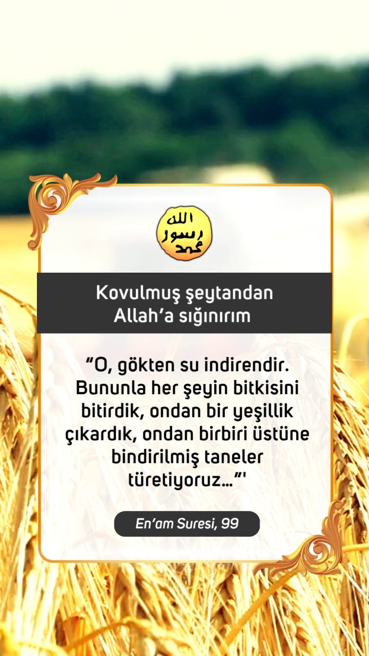 Kuran Ayeti