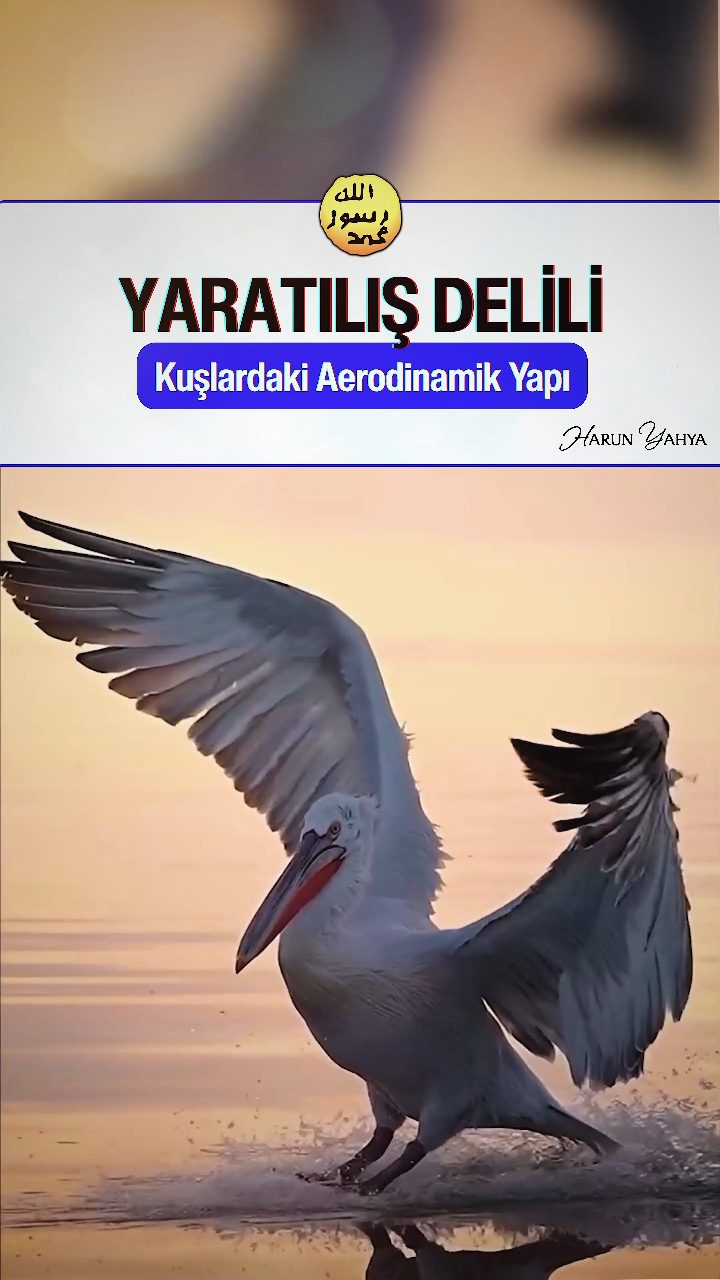 Kuşlardaki Aerodinamik Yapı