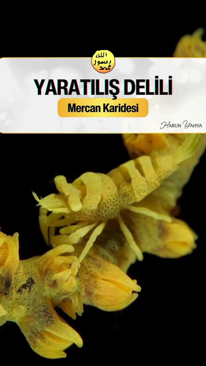 Mercan Karidesi