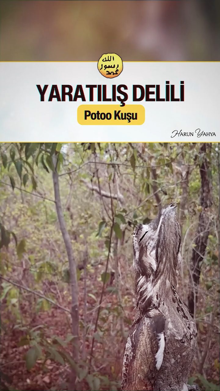 Potoo Kuşu