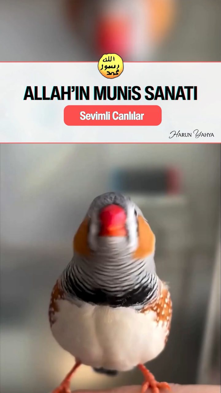 Allah'ın Munis Sanatından