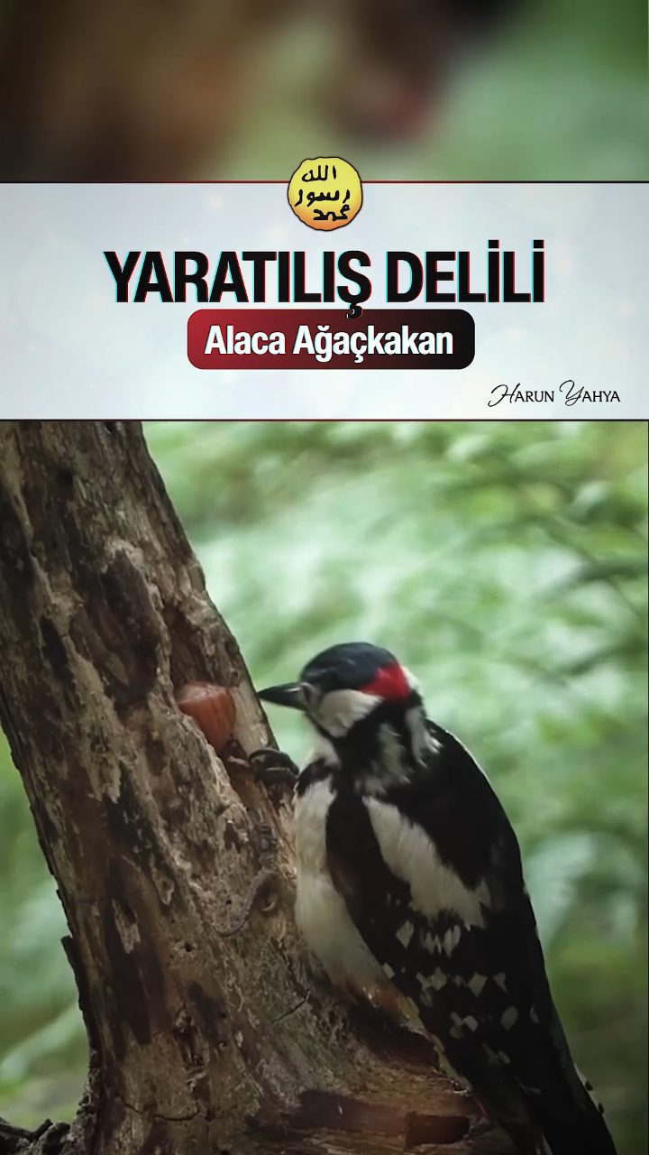 Alaca Ağaçkakan