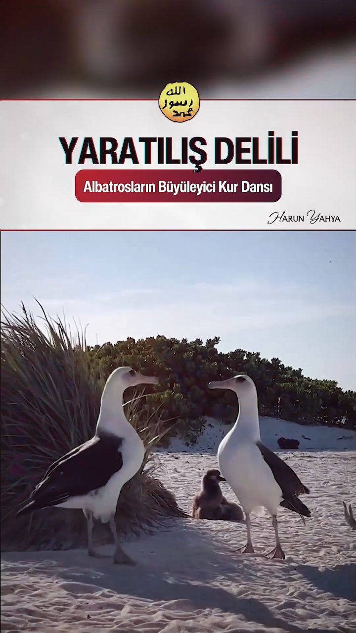 Albatrosların Büyüleyici Kur Dansı