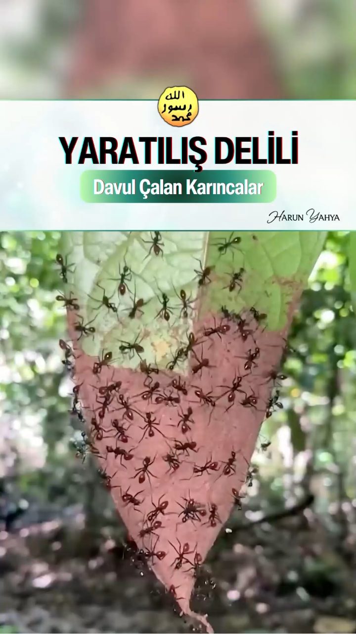 Davul Çalan Karıncalar