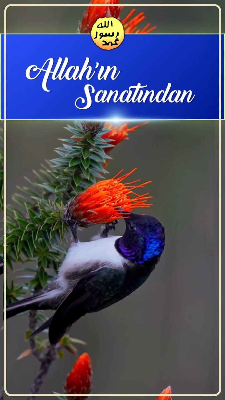 Ekvador Yıldız Sinek Kuşu