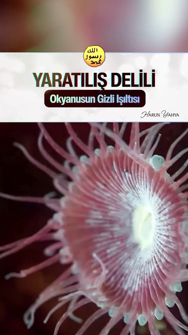 Okyanusların Gizli Işıltısı
