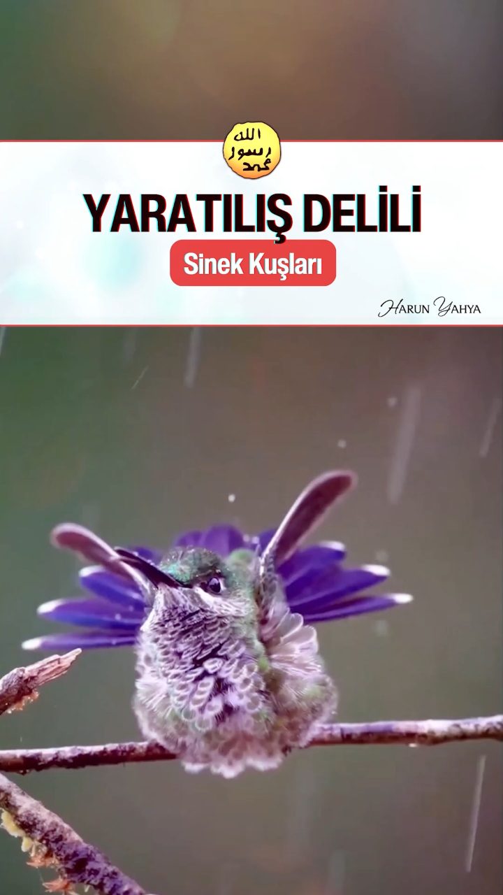Sinek Kuşlarının Muhteşem Dans Gösterisi