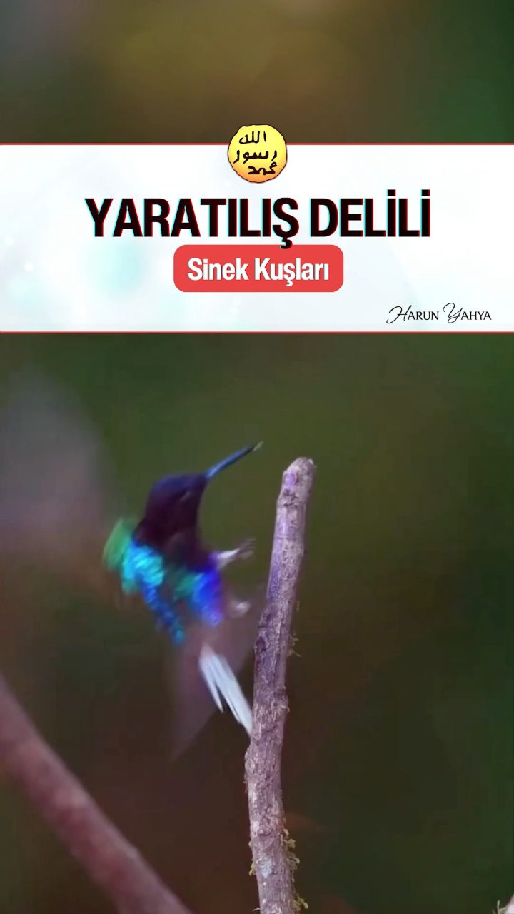 Sinek Kuşlarının Muhteşem Dans Gösterisi