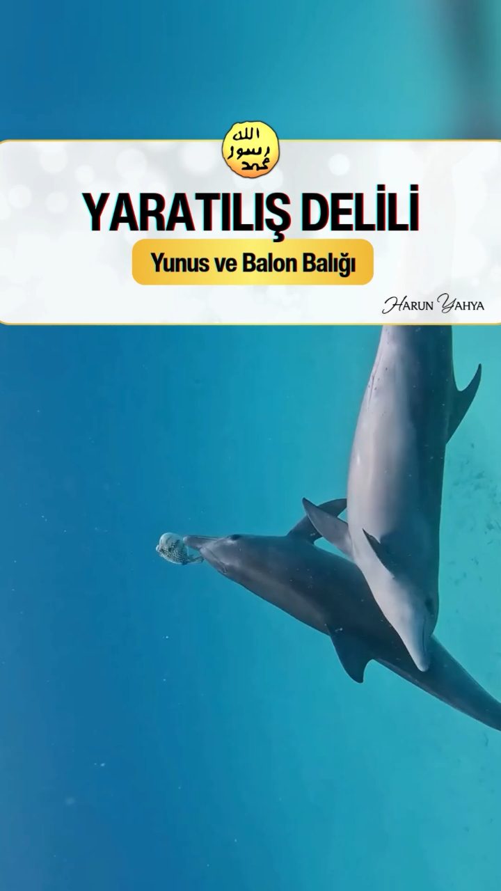 Yunus ve Balon Balığı