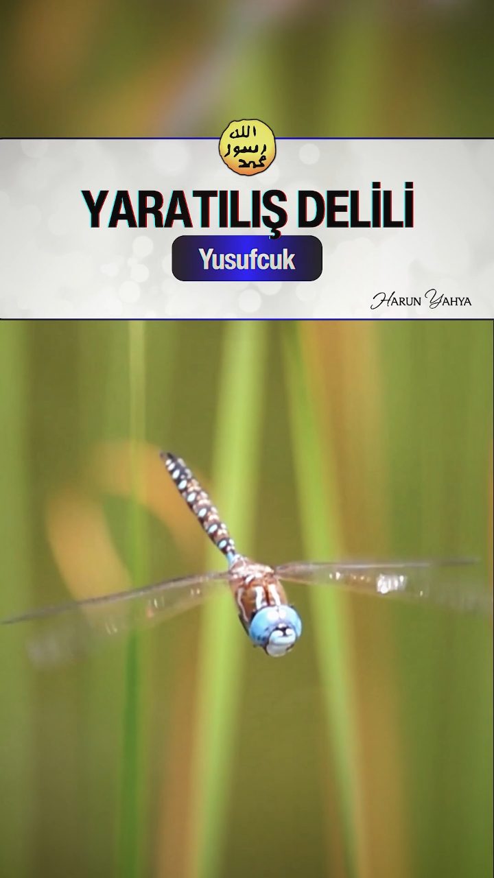 Yusufçuk