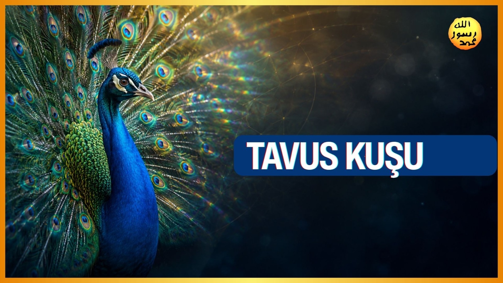 DARWİN’E  ALLAH’IN YARATMA SANATINI  ÖĞRETEN CANLI: TAVUSKUŞU 