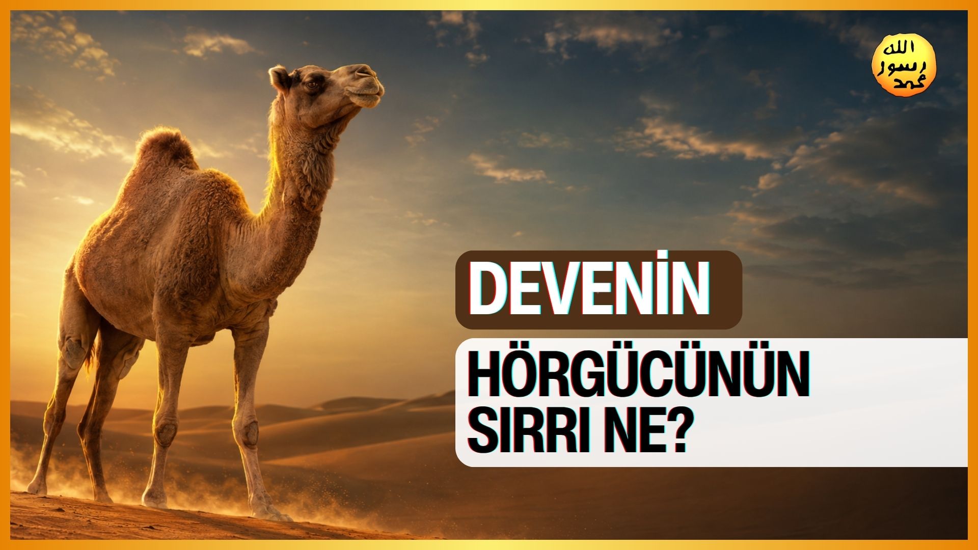 Devenin Hörgücünün Sırrı Ne?