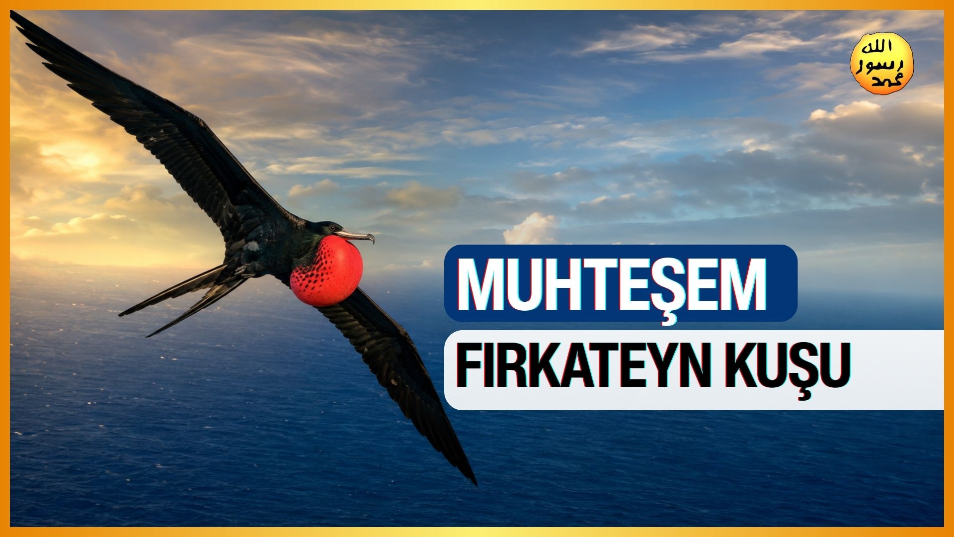 Muhteşem Fırkateyn Kuşu