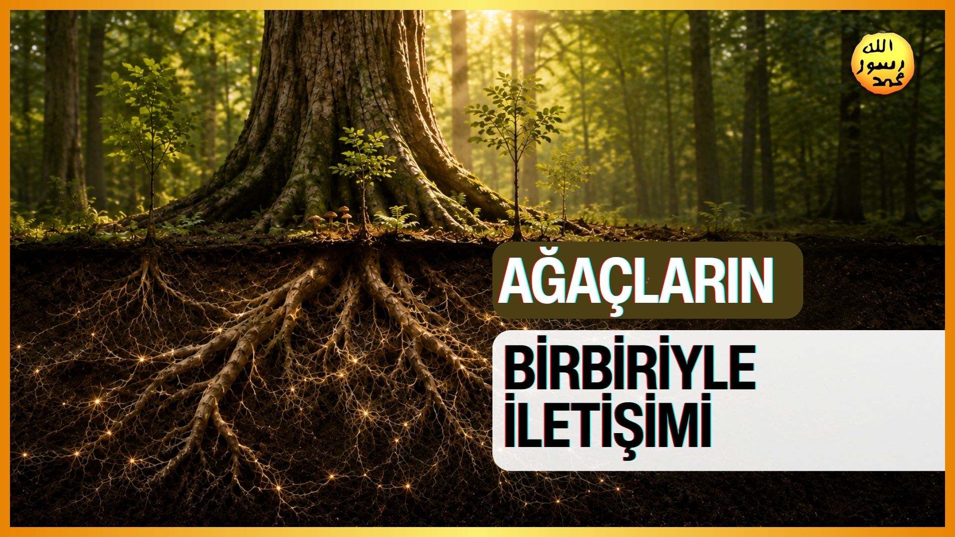 Ağaçların Birbiriyle İletişimi