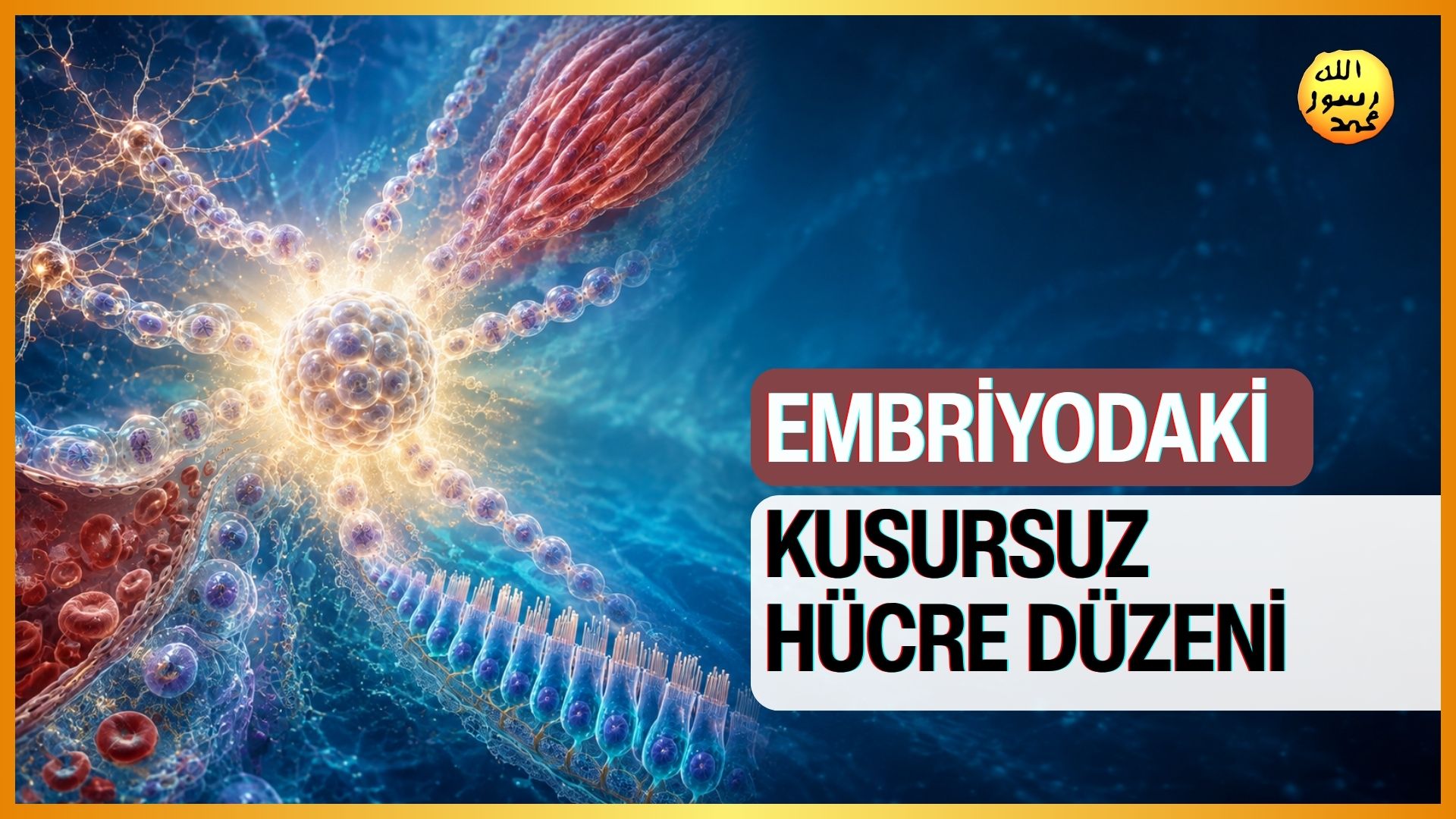 Embriyodaki Kusursuz Hücre Düzeni
