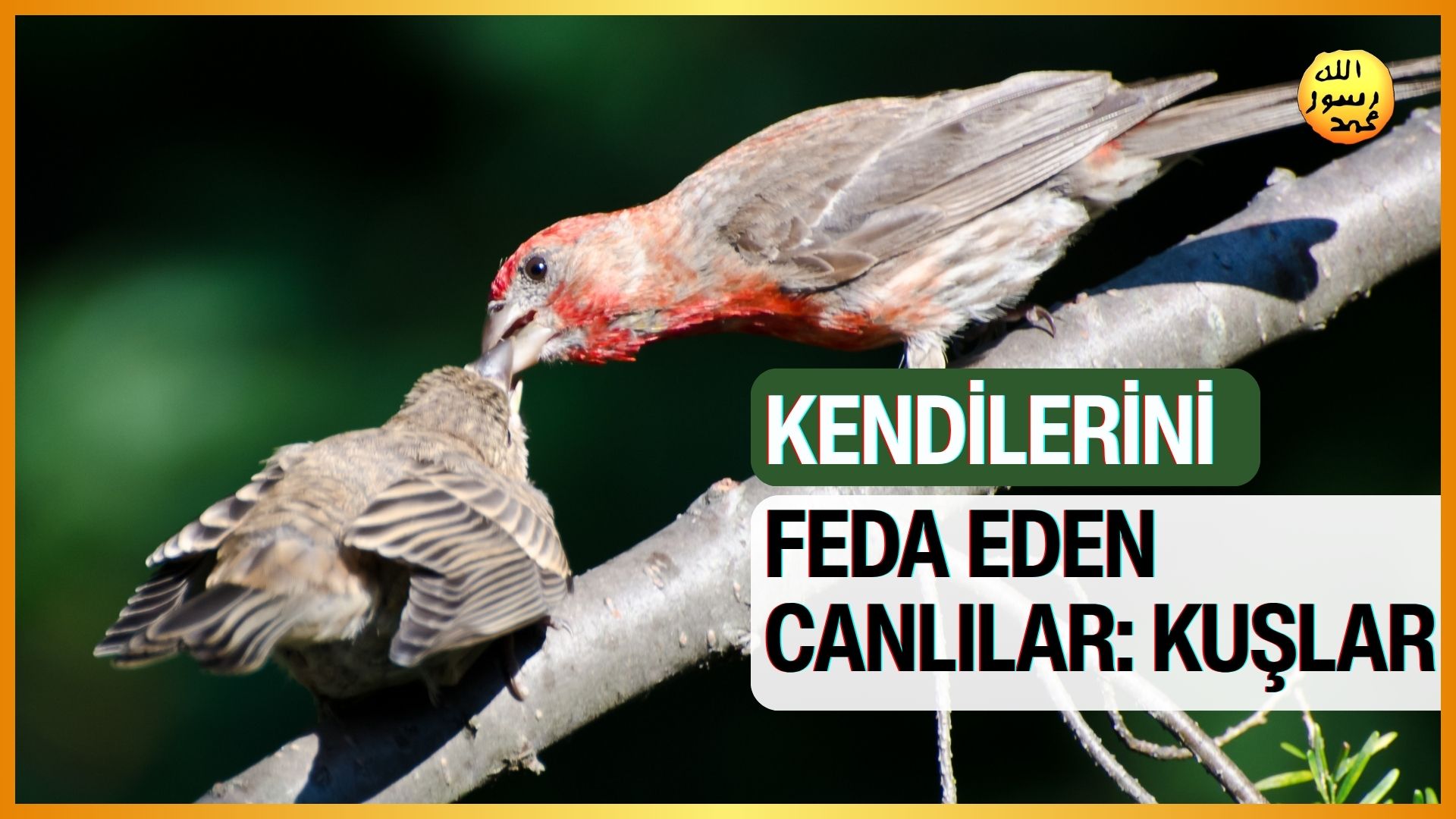 Kendilerini Feda Eden Canlılar : Kuşlar