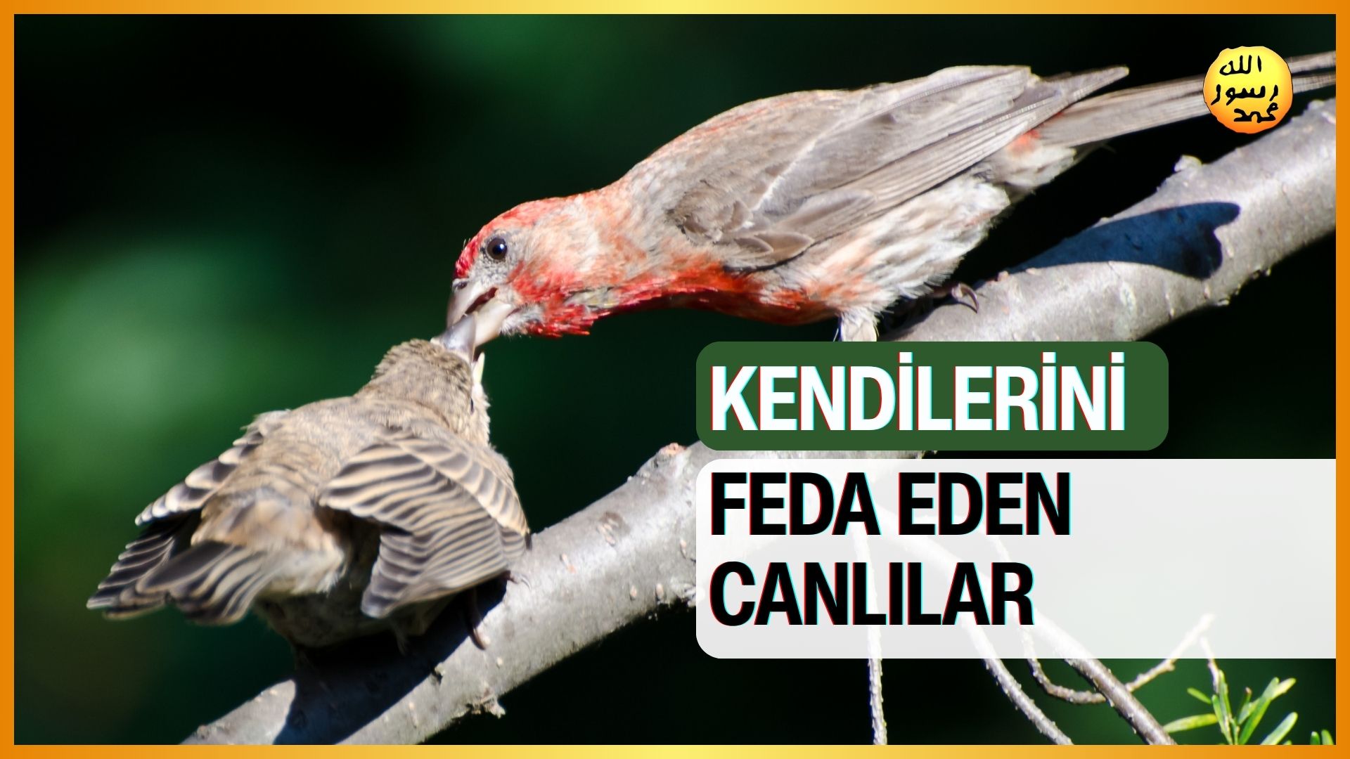 Kendilerini Feda Eden Canlılar : Kuşlar