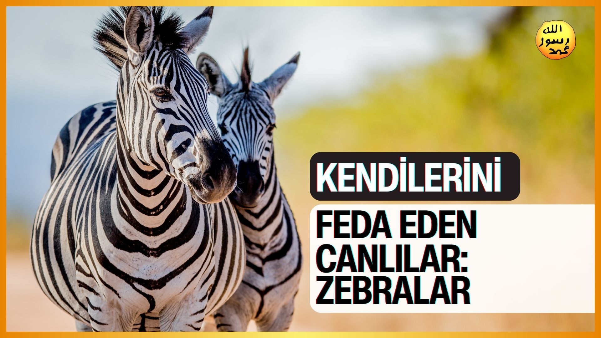Kendilerini Feda Eden Canlılar: Zebralar