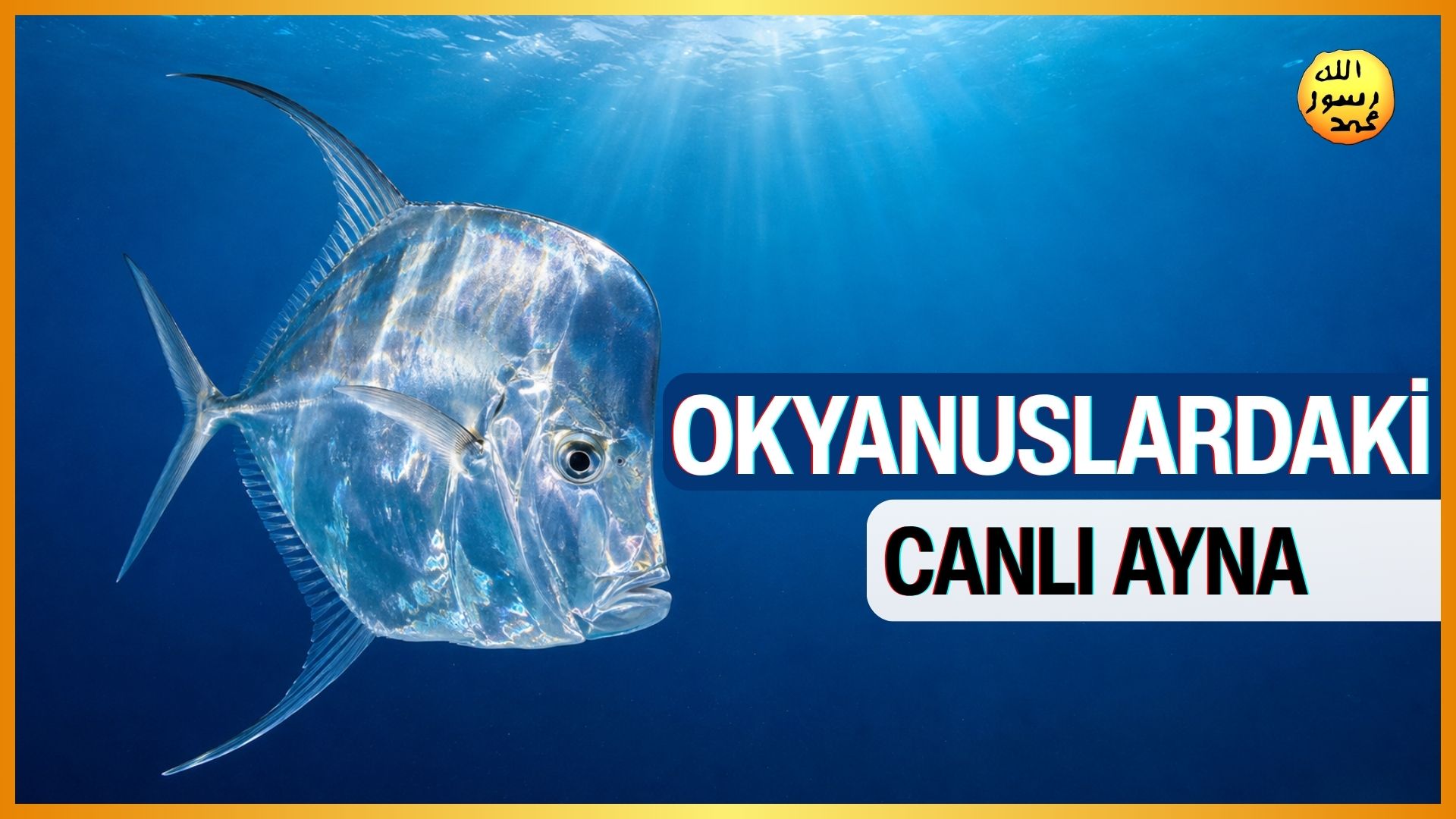 Okyanuslardaki Canlı Ayna