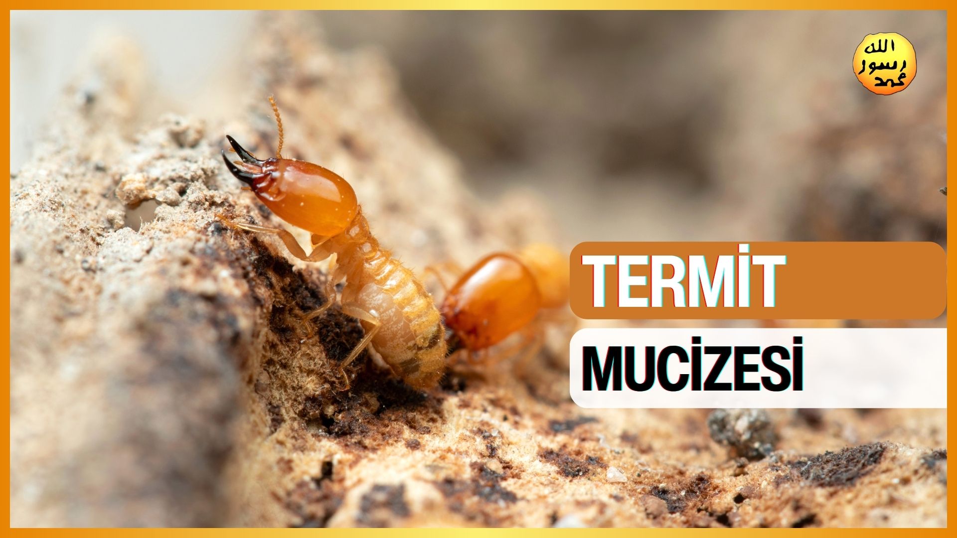 Termit Mucizesi