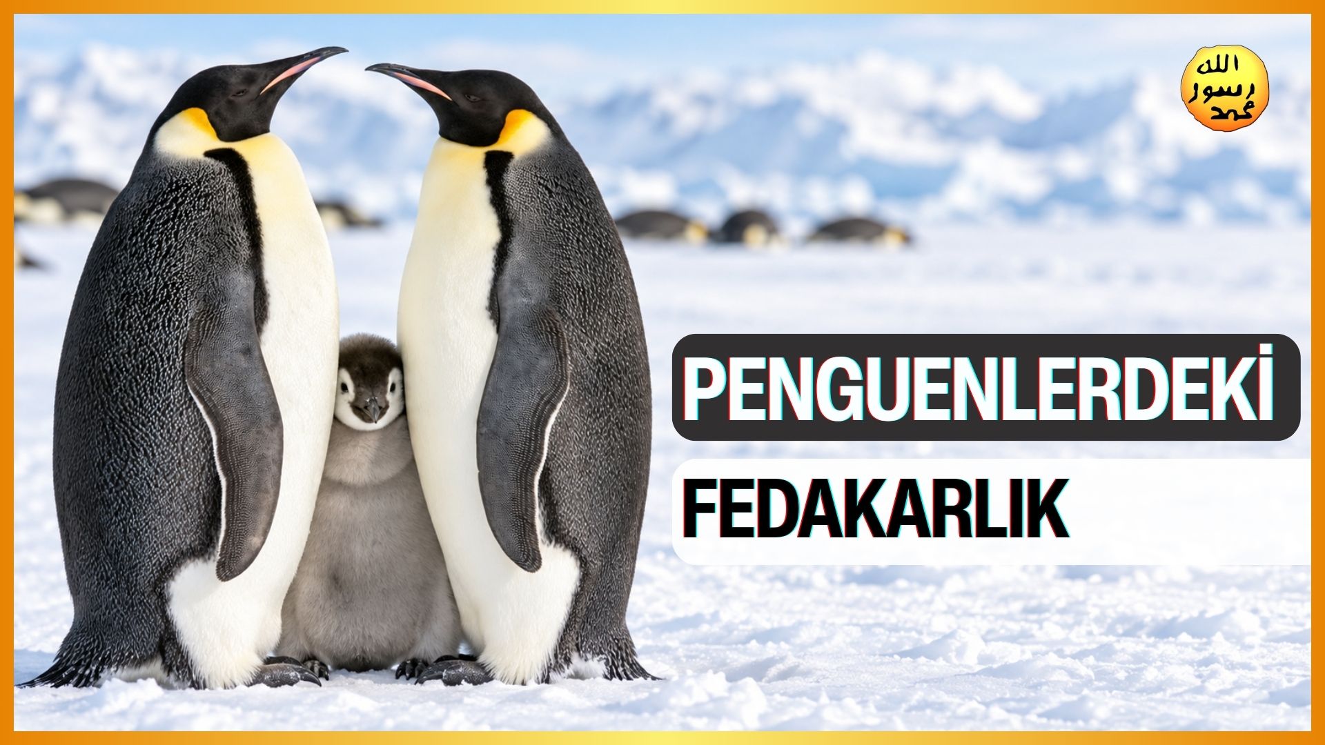 Penguenlerdeki Fedakarlık