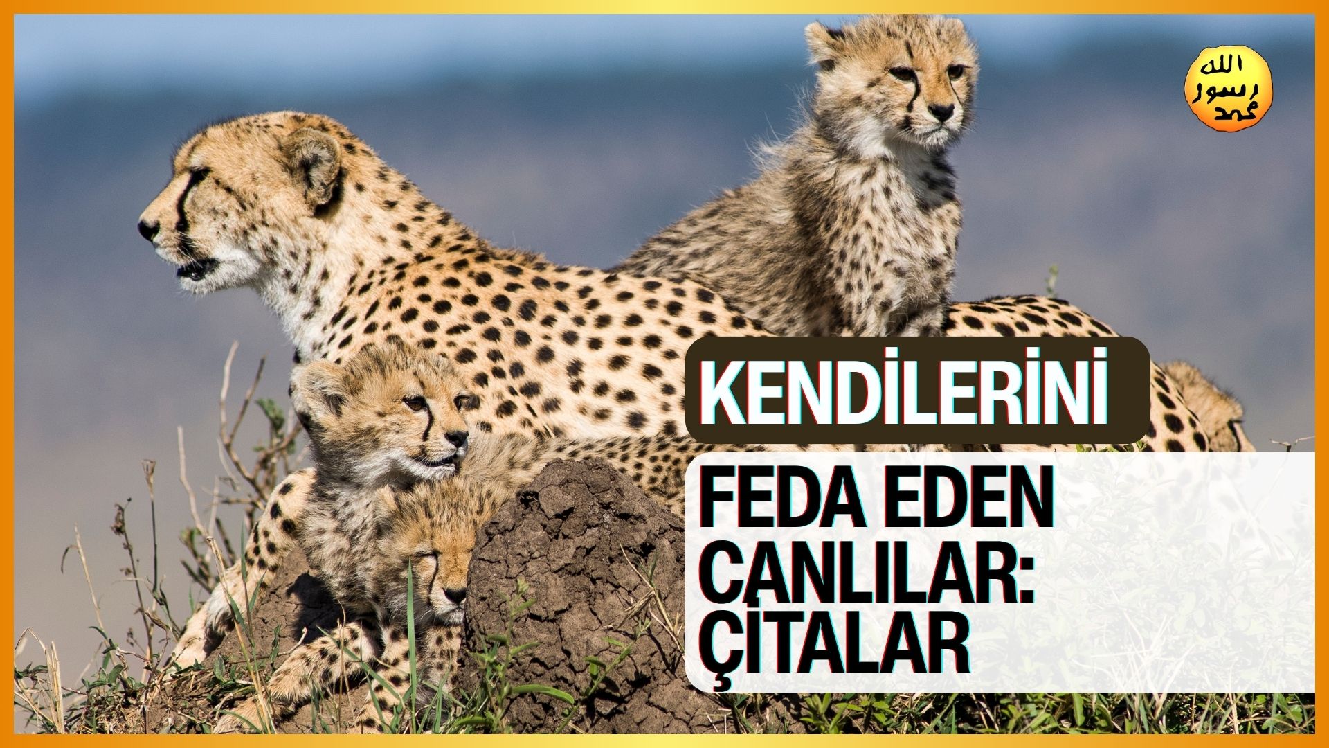 Kendilerini Feda Eden Canlılar: Çitalar
