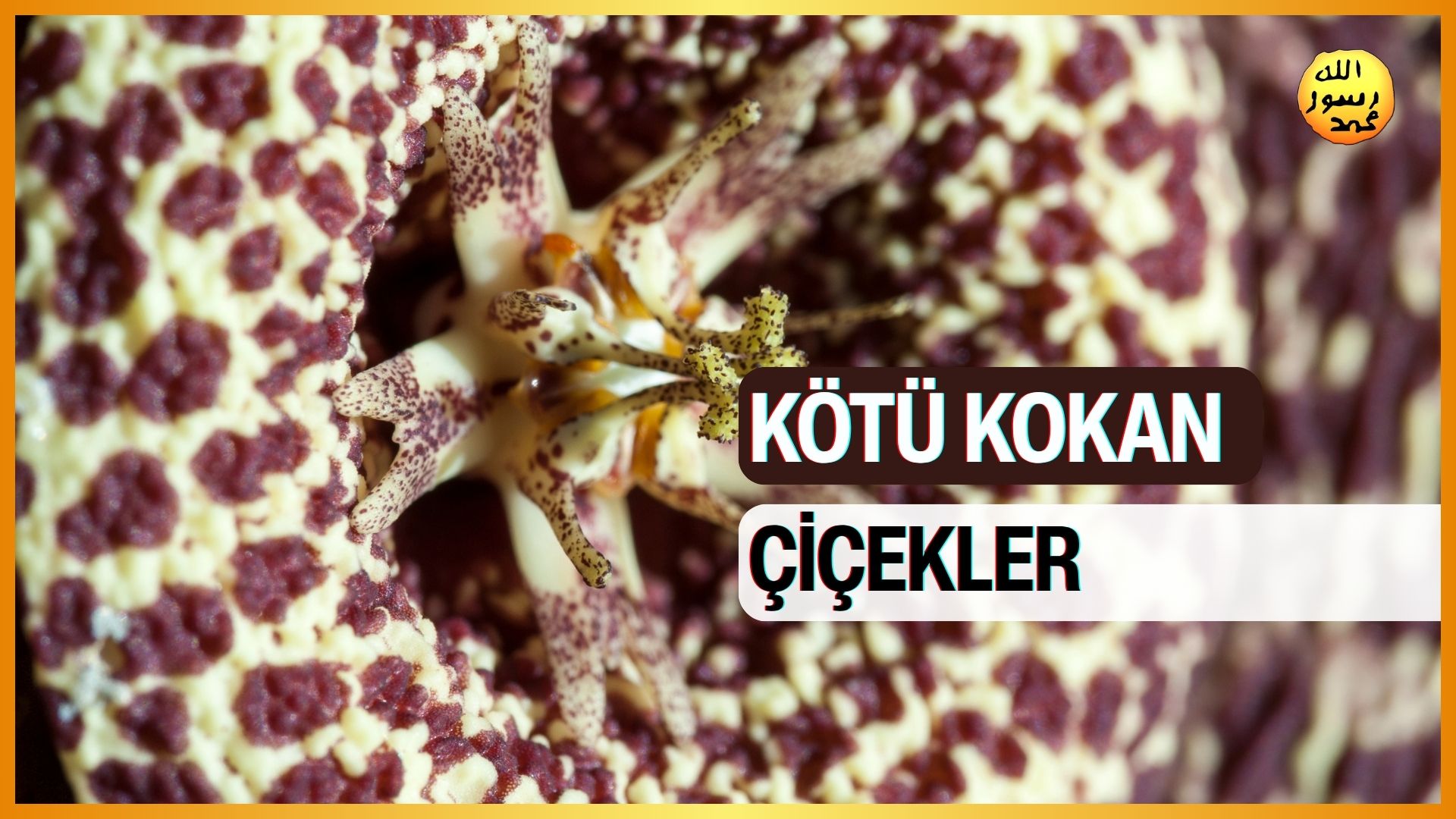 Kötü Kokan Çiçekler