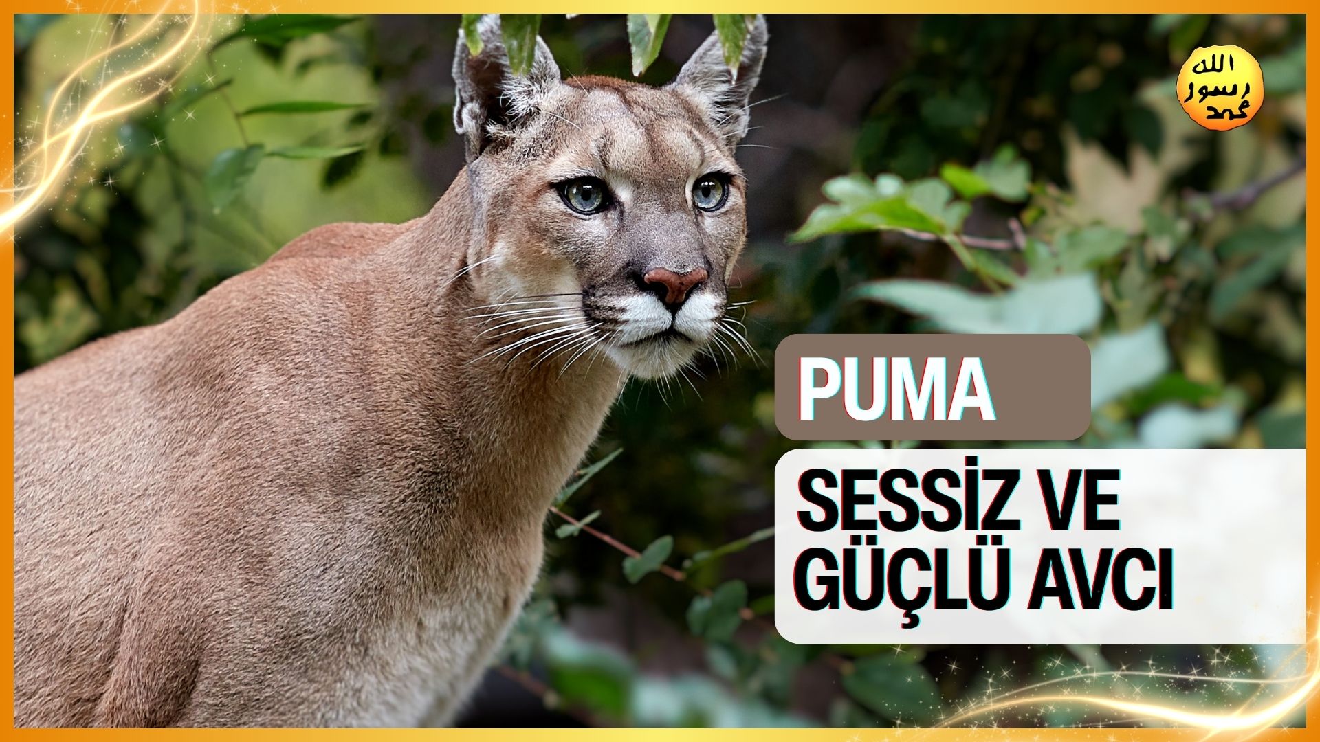 Puma : Sessiz ve Güçlü Avcı