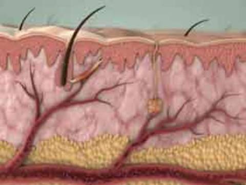 The hormonal system in our bodies