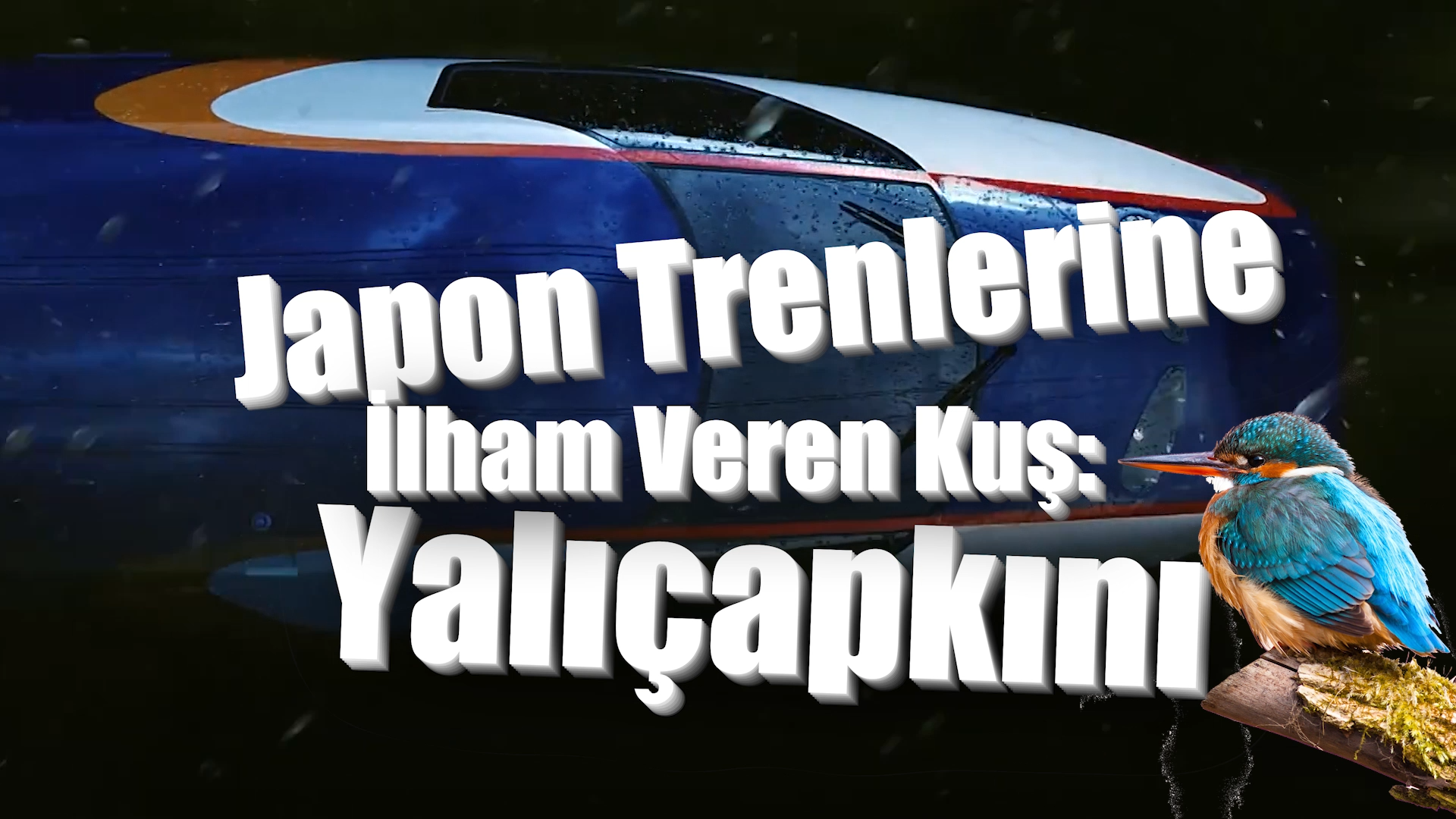 Japon Trenlerine İlham Veren Kuş: Yalıçapkını