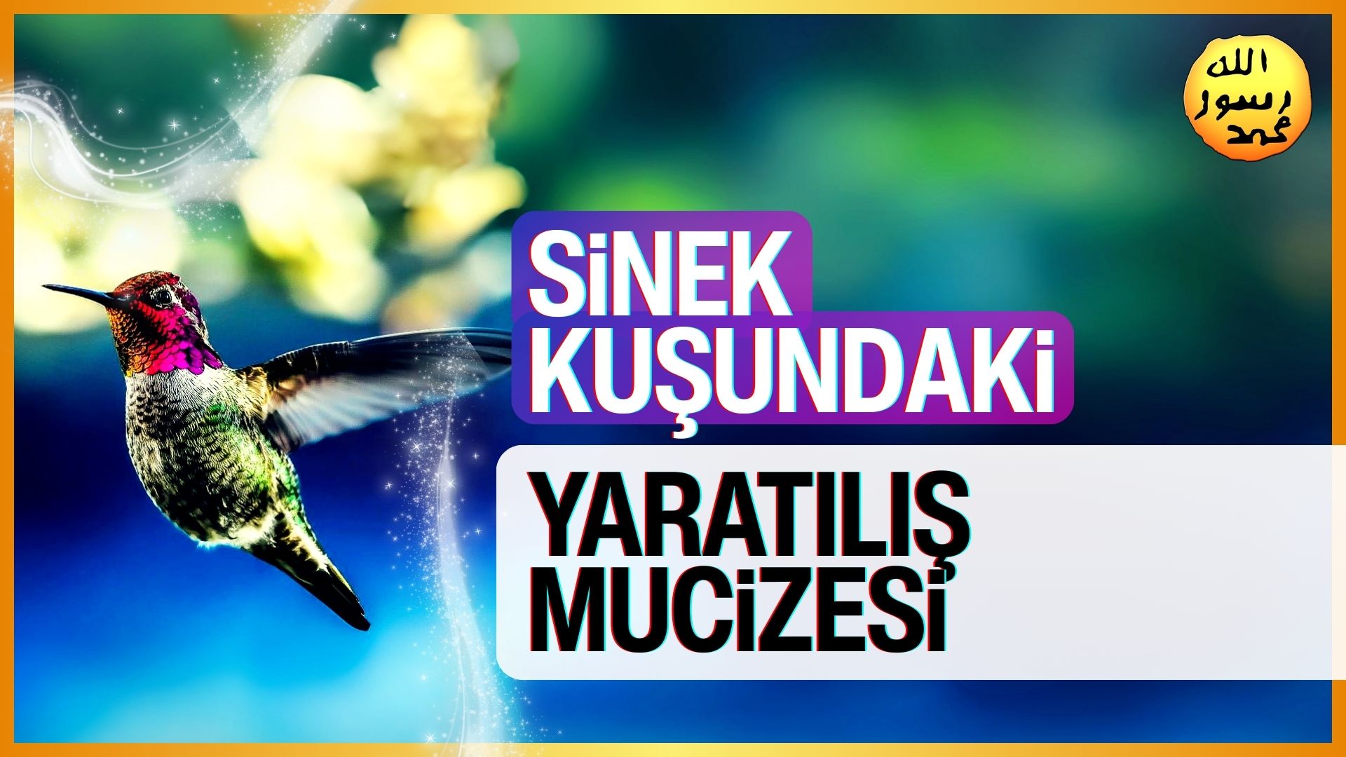 Sinek Kuşundaki Yaratılış Mucizesi 