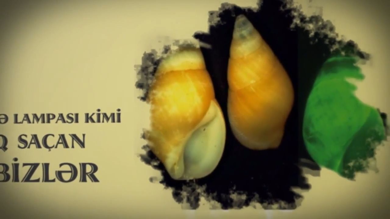 Gecə lampası kimi işıq saçan ilbizlər