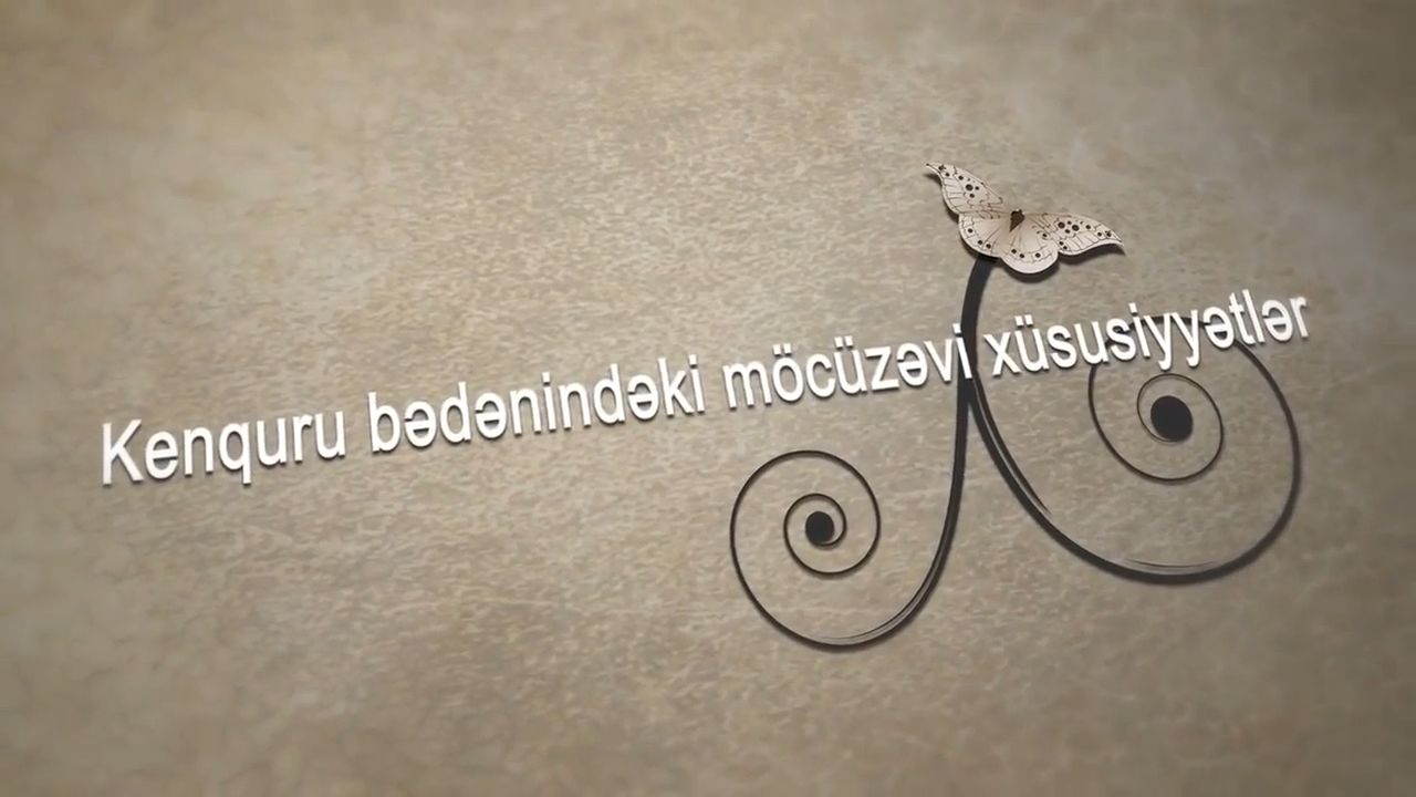 Kenquru bədənindəki möcüzəvi xüsusiyyətlər
