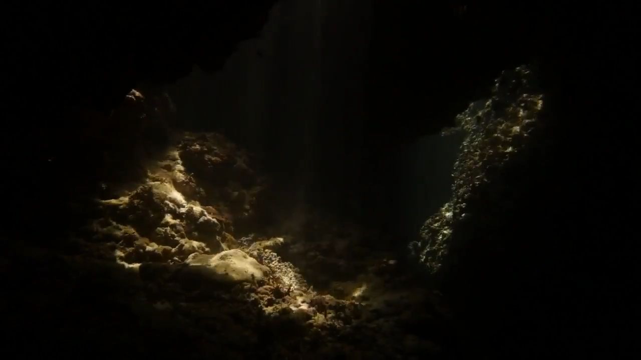 Kirpi balığının maraqlı müdafiə metodu