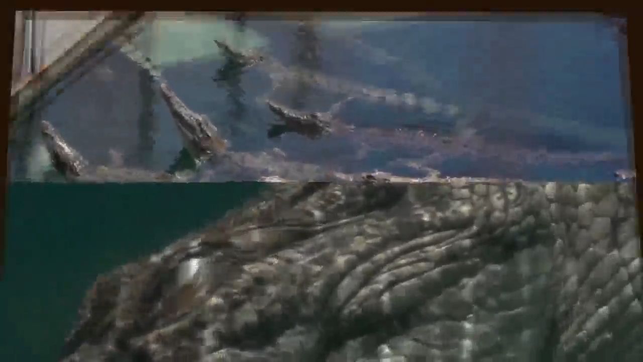 Mədə dərmanı hazırlayan timsahlar