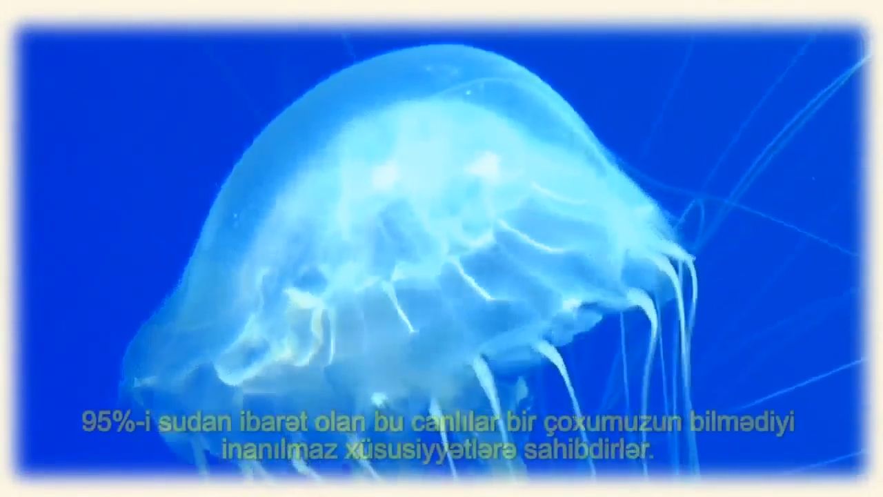 Meduzaların qeyri-adi xüsusiyyətləri